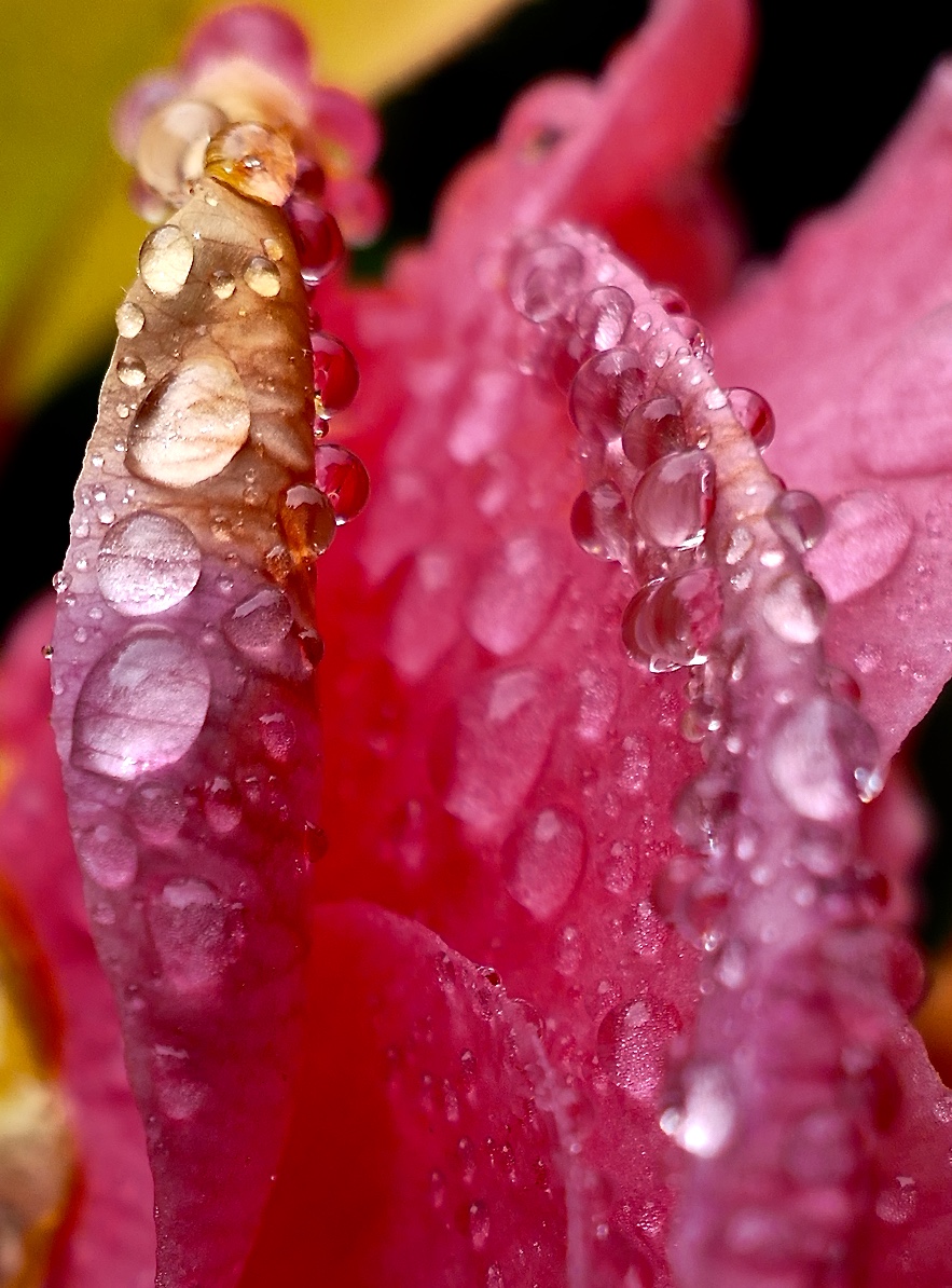 Camelia shades in rain